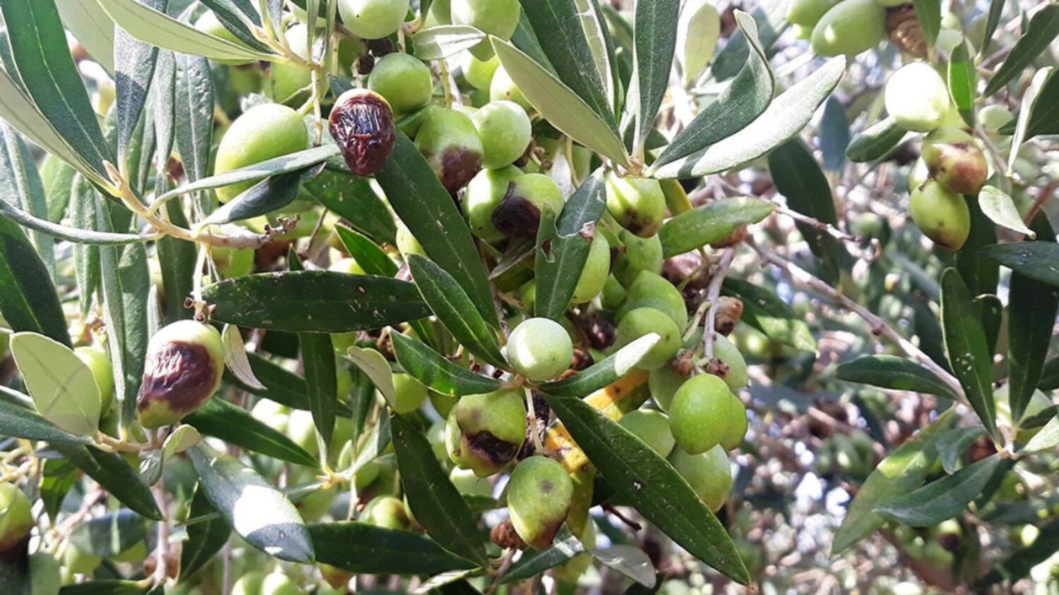 Καρποί ελιάς στο δέντρο με καστανές βυθισμένες κηλίδες παστέλλας