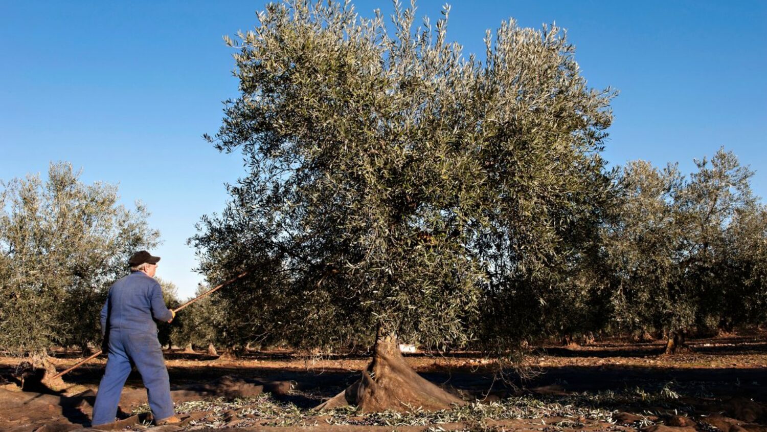 Ράβδισμα ελαιόδεντρου με κοντάρι πάνω από απλωμένα δίχτυα