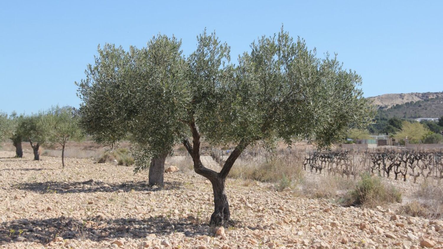 Ελαιόδεντρο σε ξερό, πετρώδες χωράφι