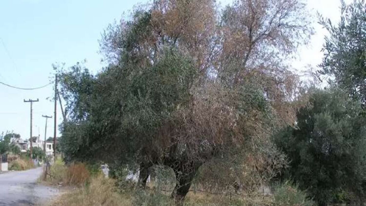 Ελαιόδεντρο με ξερό μεγάλο τμήμα της κόμης