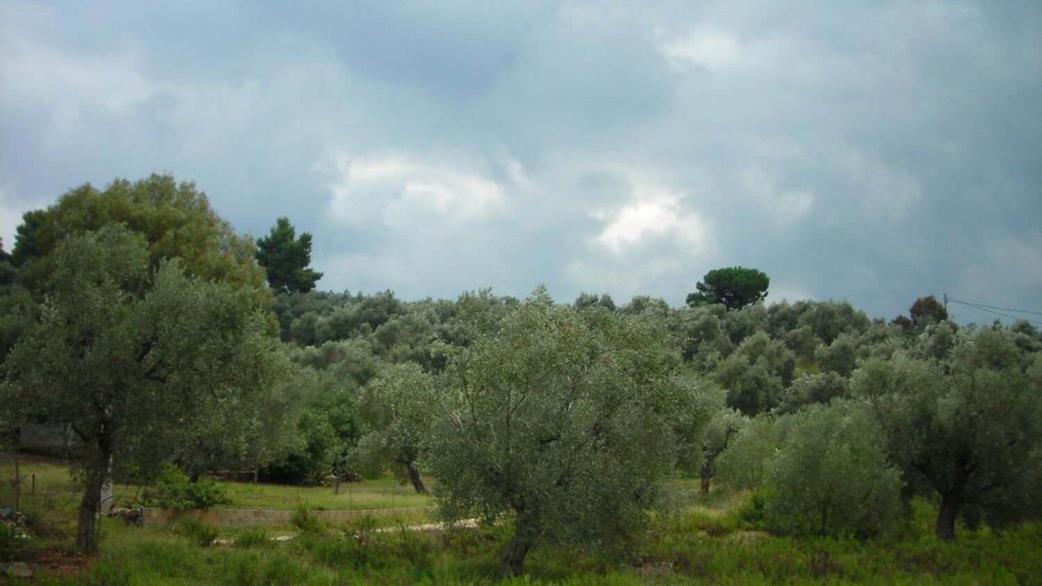 Ελαιώνας κάτω από σκοτεινά σύννεφα