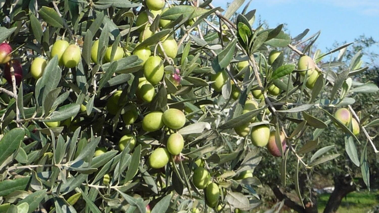 Ελαιόδεντρο με πολλούς πράσινους καρπούς