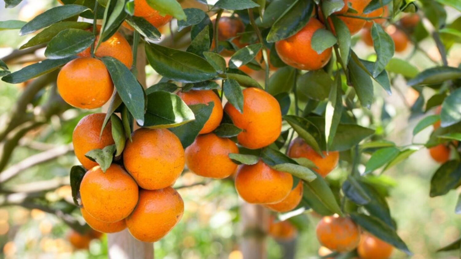 Ώριμοι πορτοκαλί καρποί εσπεριδοειδών ανάμεσα στα φύλλα του δέντρου