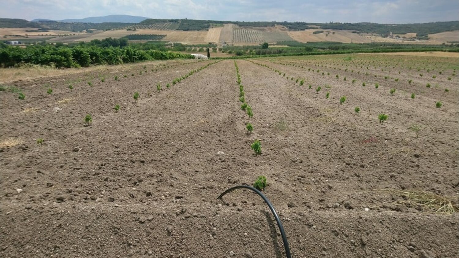 Εδαφικές Απαιτήσεις και Προετοιμασία εδάφους στην Καλλιέργεια Αμπέλου
