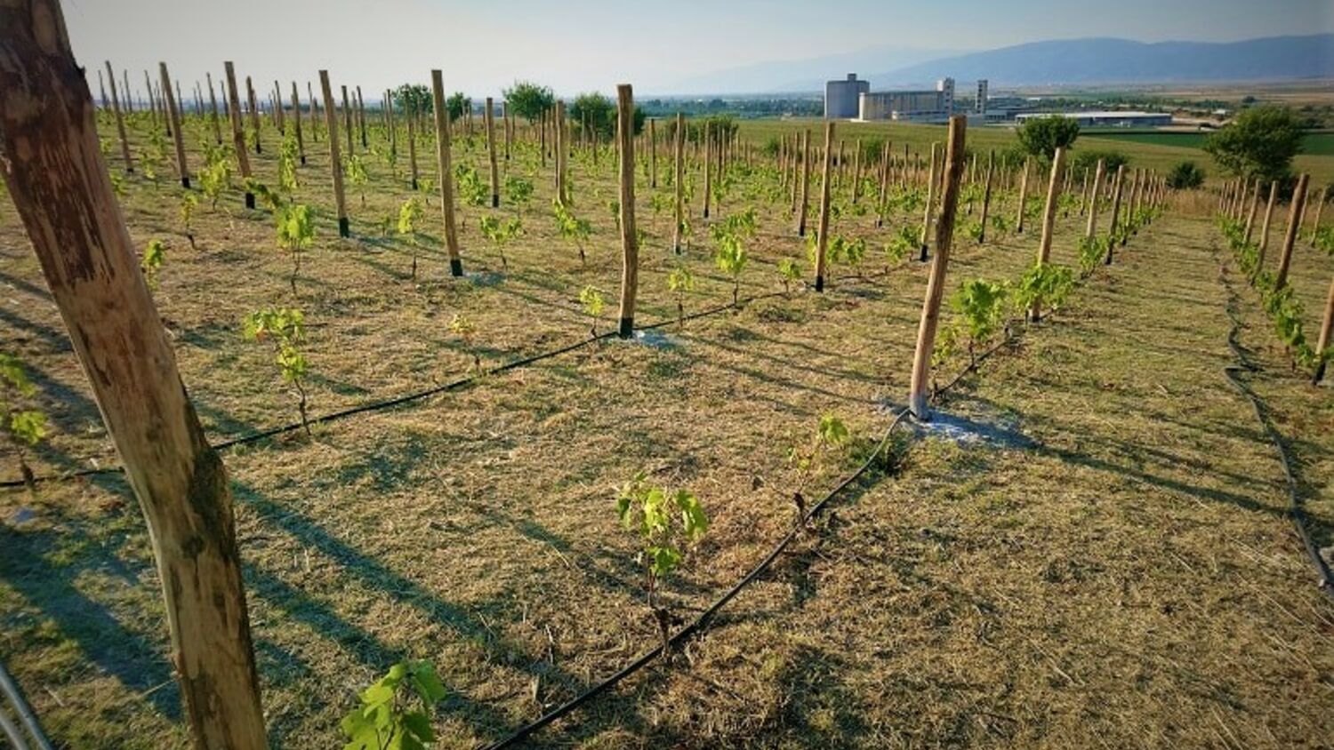 Συστήματα και μέθοδοι Διαμόρφωσης Σχήματος στο Αμπέλι