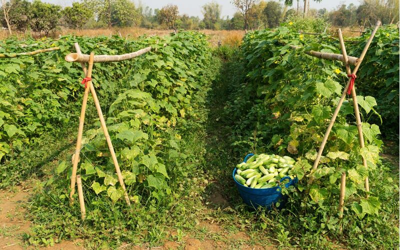 παράσιτα και ασθένειες αγγουριού