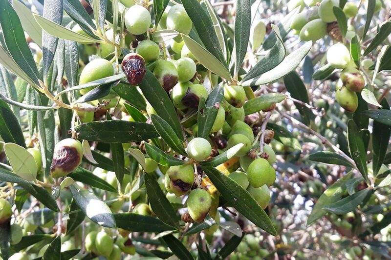 Καρποί ελιάς στο δέντρο με καστανές βυθισμένες κηλίδες παστέλλας