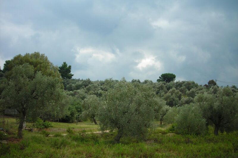 Ελαιώνας κάτω από σκοτεινά σύννεφα