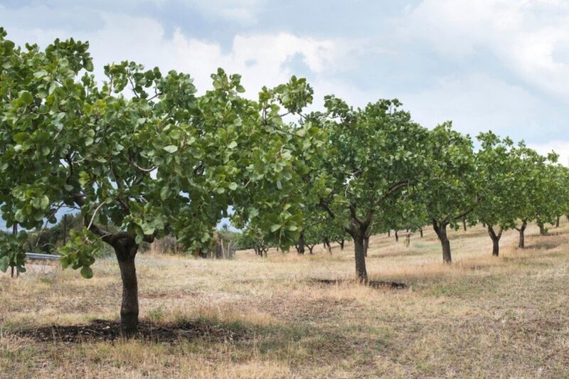 Φιστικεώνας με σειρές δέντρων σε ξερό χορτάρι
